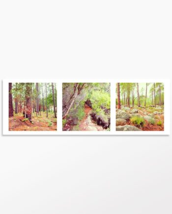 Photo triptyque Balade en forêt