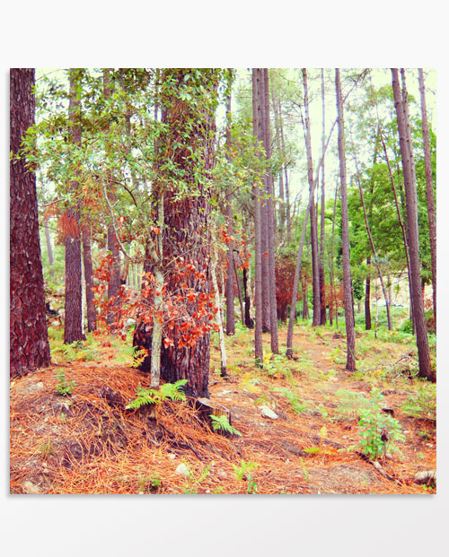 Photo triptyque Balade en forêt
