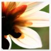 tableau de fleur "Transparence du dahlia" idée déco nature