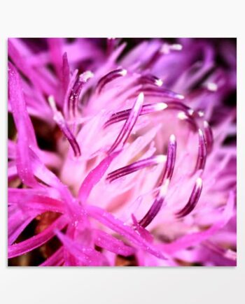 Photo de fleur Purple