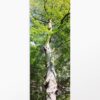 photo panoramique nature L'arbre du Verdon