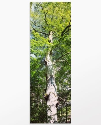 Photo panoramique nature L’arbre du Verdon