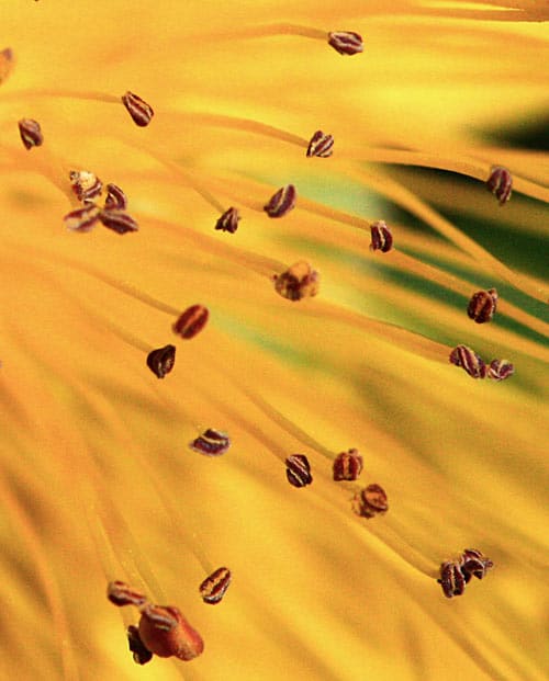 Zoom Millepertuis ensoleillé, photo de fleur