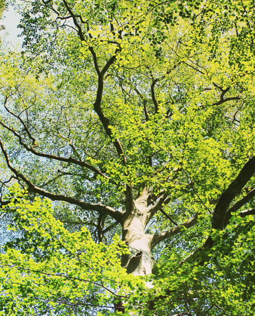 zoom photo panoramique nature L'arbre du Verdon
