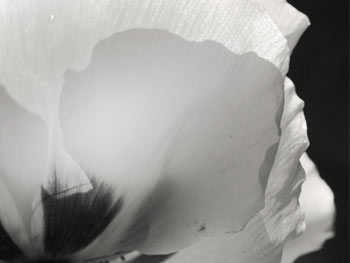 photo artistique tableau déco Noir et Blanc