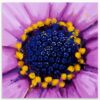 Tableau fleur violette imprimé sur toile ou poster