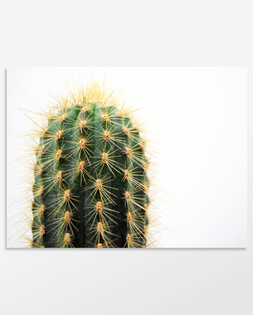 Tableau cactus vert pour une décoration exotique chic