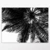 Tableau palmier noir et blanc pour une déco jungle chic